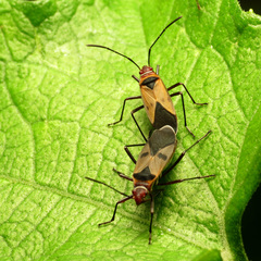 Dysdercus mimus