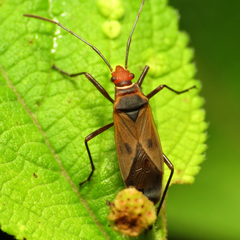 Dysdercus mimus
