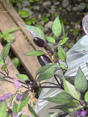 © Yanisa Piheng, some rights reserved (CC-BY-NC)