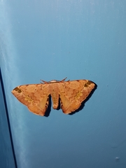 Apatelodidae