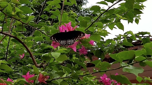Common Mime Swallowtail