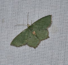 Chloropteryx nordicaria