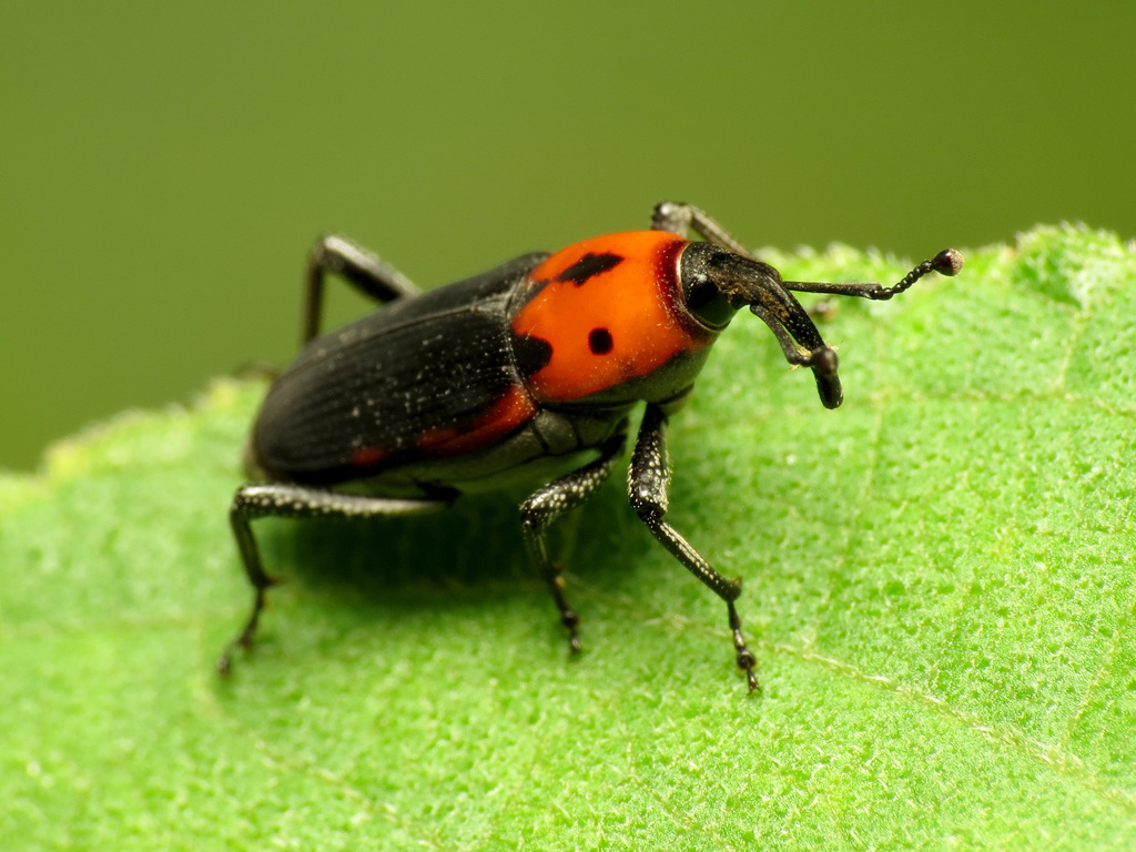 Rhodobaenus auctus