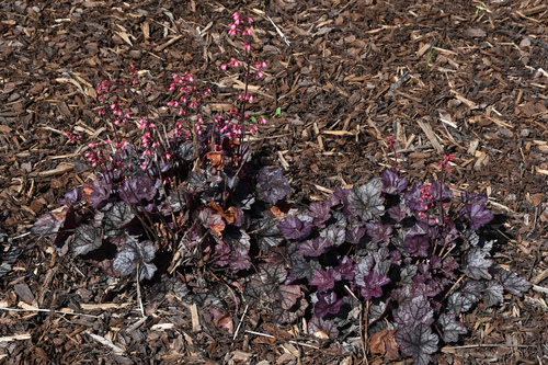 Heuchera sanguinea