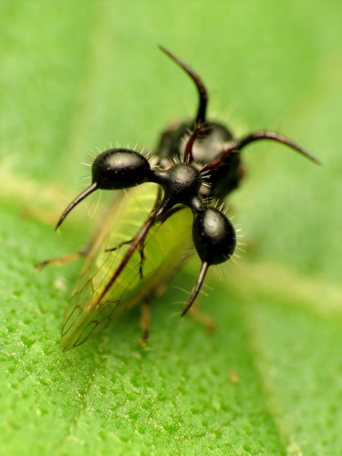 アリカツギツノゼミ (Cyphonia clavata) · iNaturalist