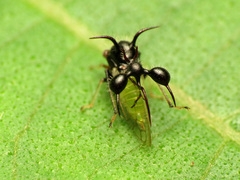 Cyphonia clavata