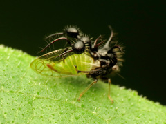 Cyphonia clavata