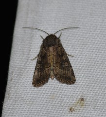 Eriopygini
