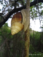 Orthalicus maracaibensis