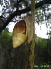 Orthalicus maracaibensis