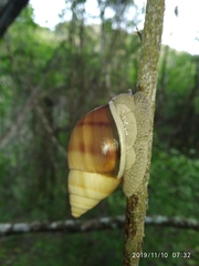 Orthalicus maracaibensis