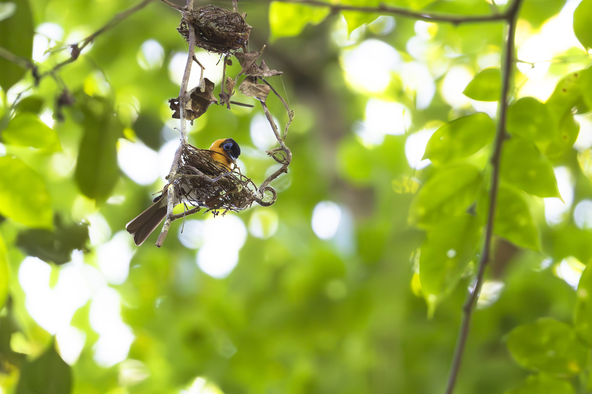 Frilled Monarch (Arses telescopthalmus), photo 4