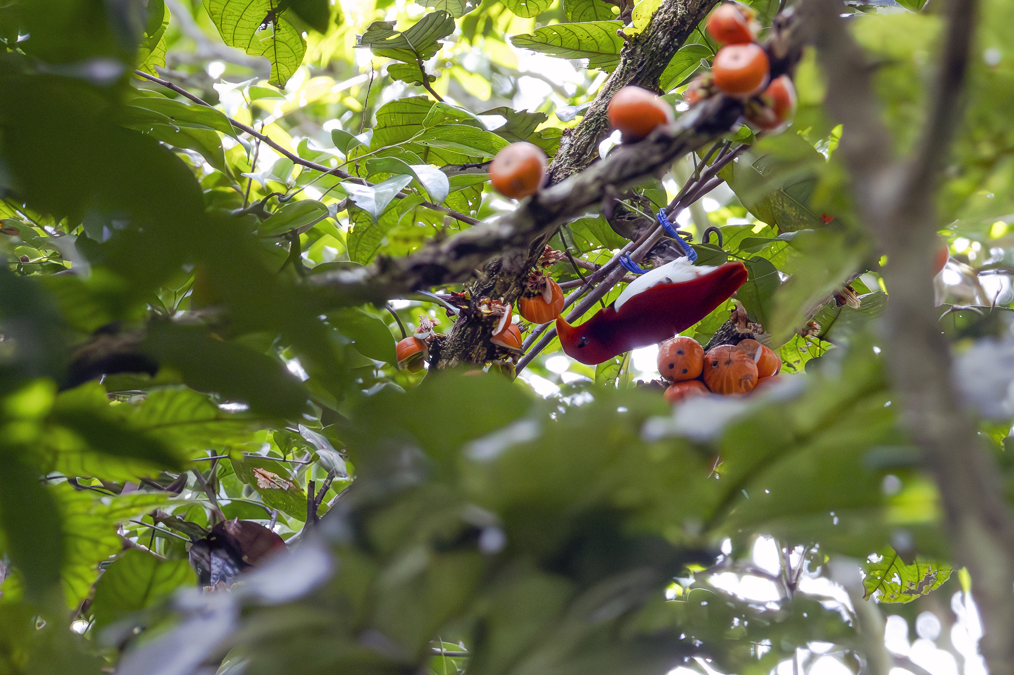 King Bird-of-paradise (Cicinnurus regius), photo 4