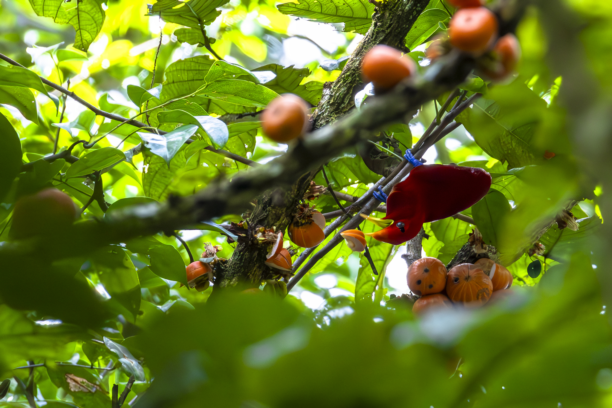 King Bird-of-paradise (Cicinnurus regius), photo 3