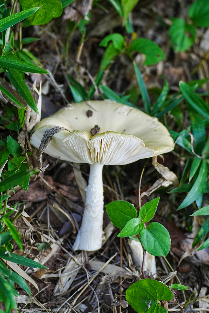 Amanita orientigemmata · September 2025 · photo: © tbc_watanabe (iNaturalist, cc-by-sa)