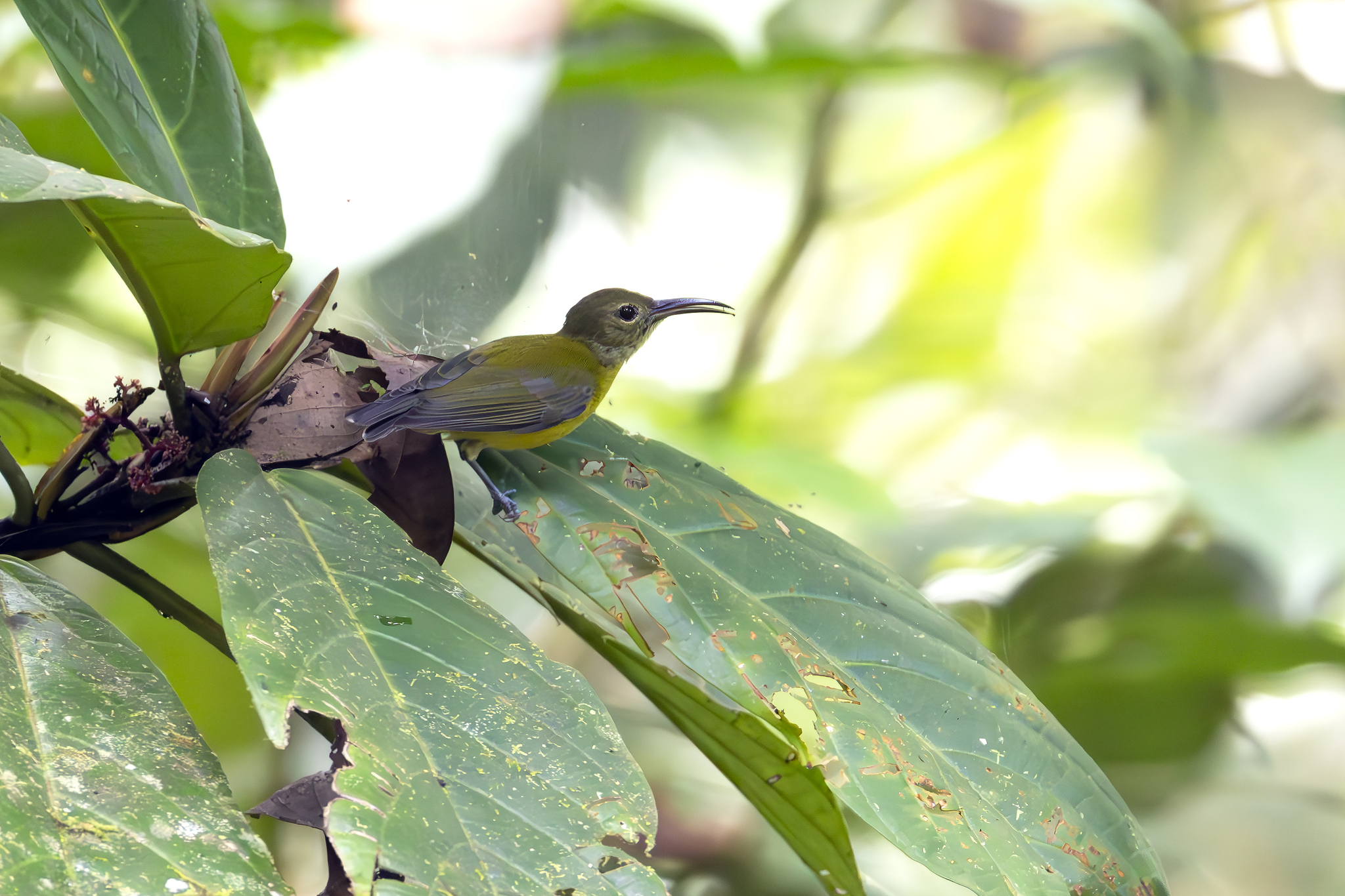 Yellow-bellied Longbill (Toxorhamphus novaeguineae), photo 1