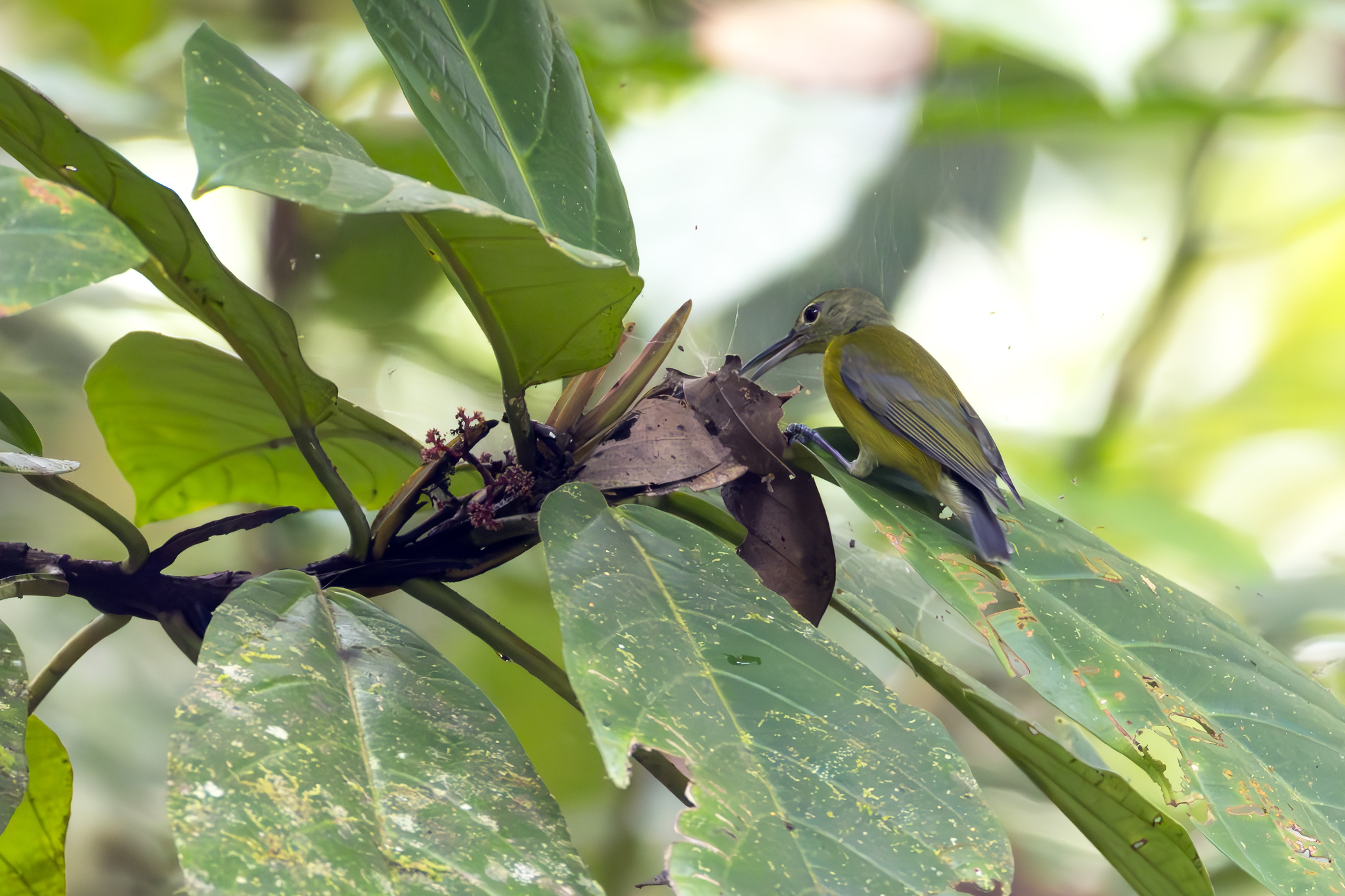 Yellow-bellied Longbill (Toxorhamphus novaeguineae), photo 2