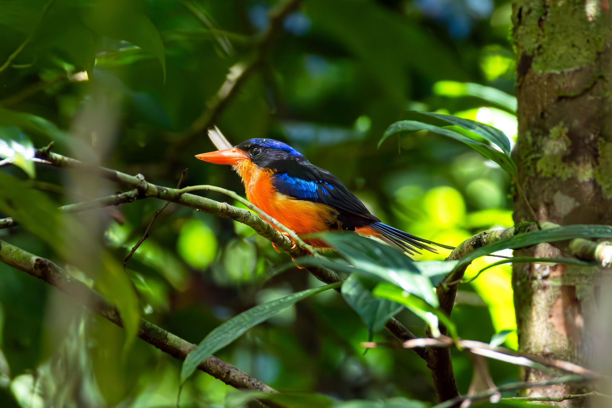 Red-breasted Paradise Kingfisher (Tanysiptera nympha), photo 1