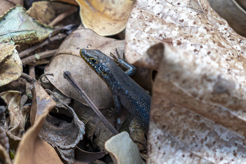 Speckle-lipped Mabuya