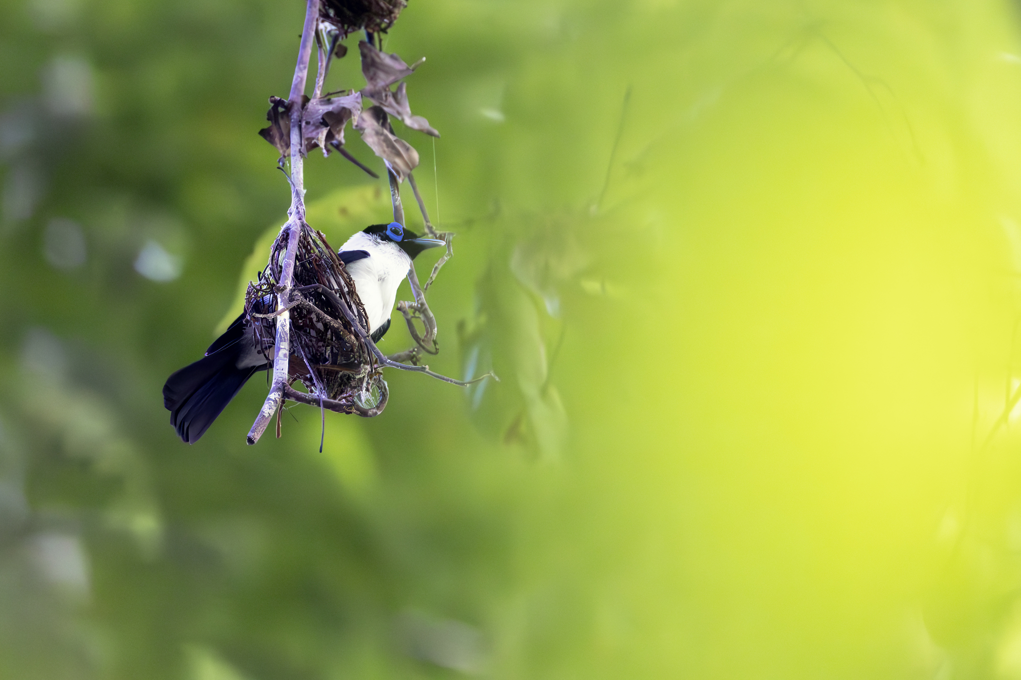 Frilled Monarch (Arses telescopthalmus), photo 5