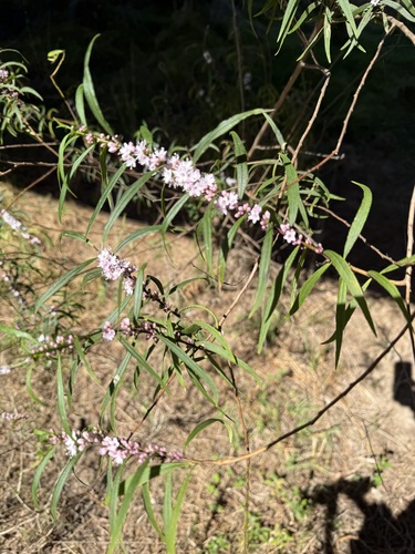 Myoporum bateae, photograph 6