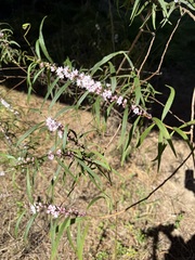 Myoporum bateae, photograph (c) Philwarb, some rights reserved (CC BY)