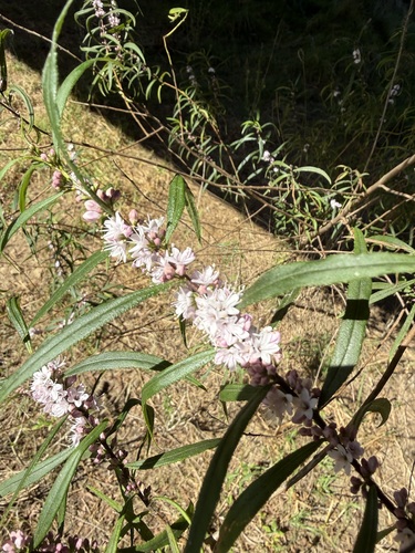 Myoporum bateae, photograph 5