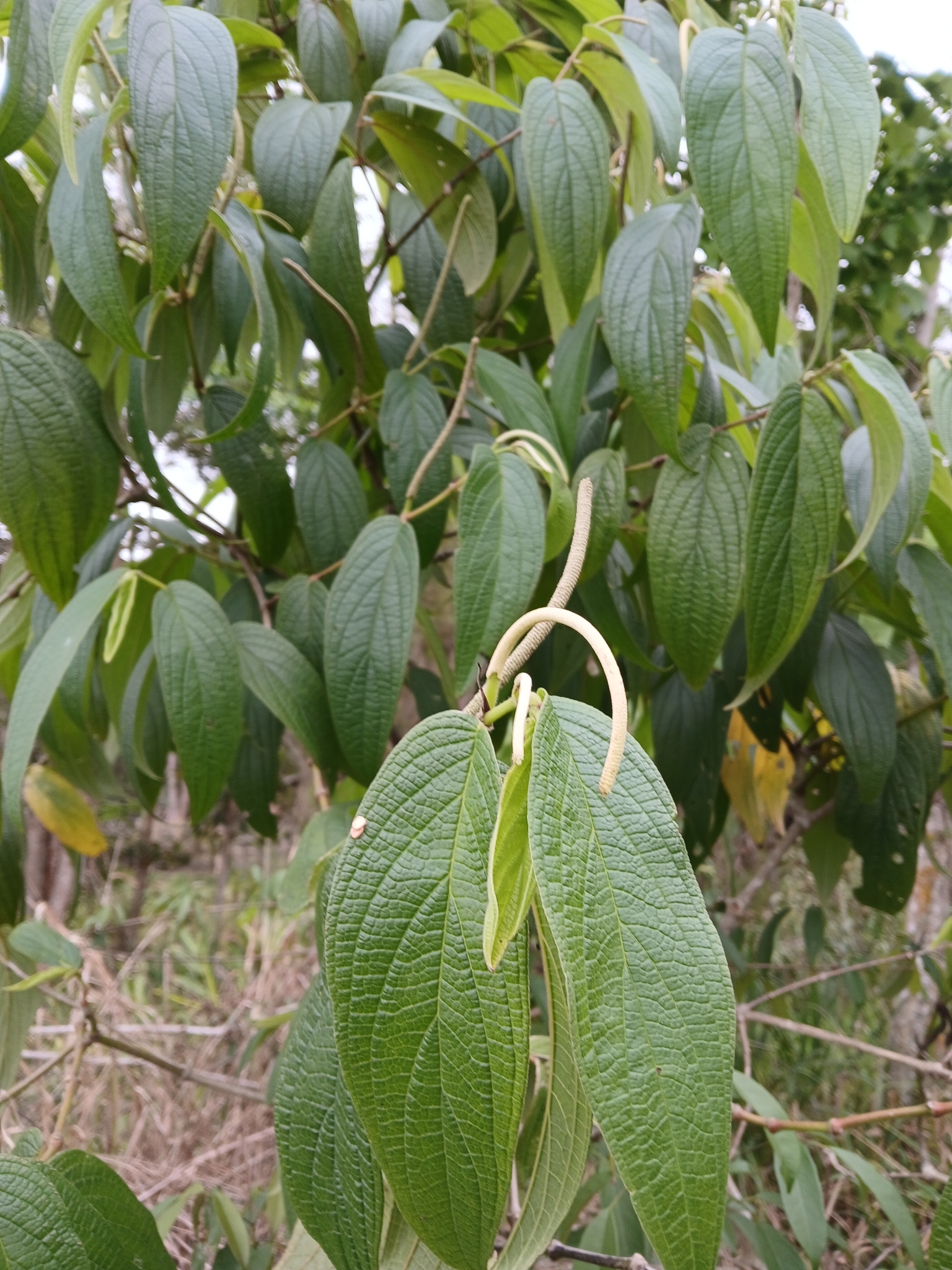 Piper aduncum