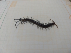 Scolopendridae