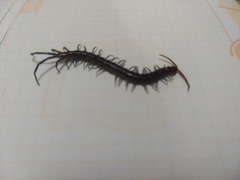 Scolopendridae