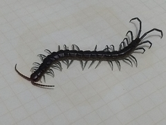 Scolopendridae