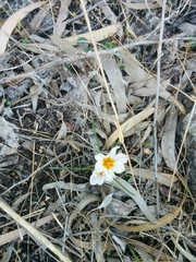 Crocus aleppicus