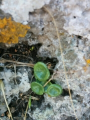 Umbilicus intermedius