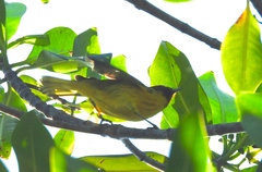 Setophaga petechia rhizophorae