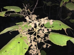 Heliocarpus