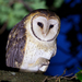 Tasmanian Masked Owl - Photo (c) JJ Harrison, some rights reserved (CC BY-SA)