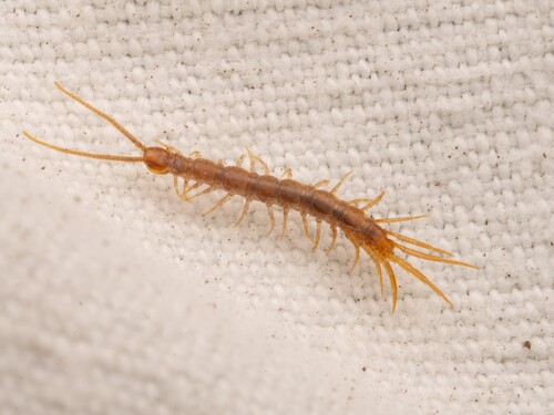 Lithobius macilentus