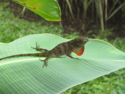 Neotropical Green Anole
