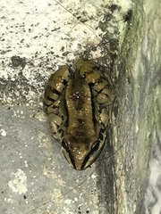 Leptodactylus mystacinus
