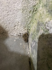 Leptodactylus mystacinus