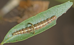 Hypertropha