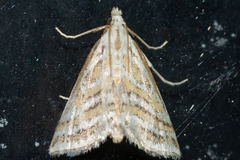 Leptosteges parthenialis