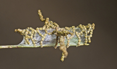 Hypertropha