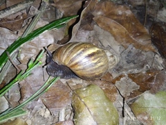 Lissachatina fulica