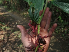 Cavendishia pubescens