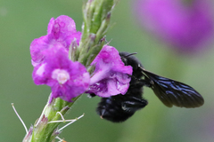Bombus pullatus