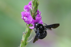 Bombus pullatus