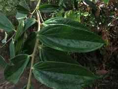 Cavendishia pubescens