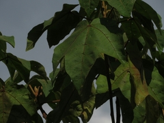 Croton gossypiifolius