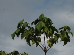Croton gossypiifolius